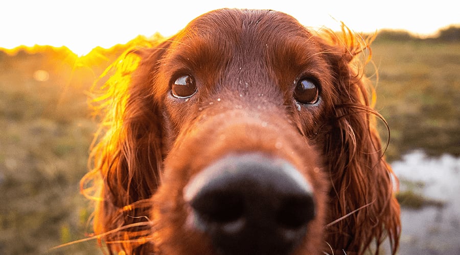 A close up headshot of a dog