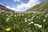 Photoweb 032 vputck - Eugenol