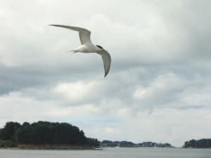 05 07 2010 nuages k5fl8h - Eugenol
