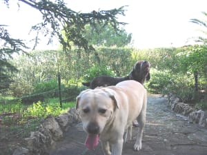 100 0009 img seeywd - Eugenol