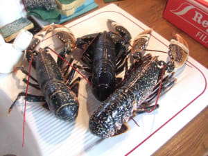 3 homards qwyodj - Eugenol