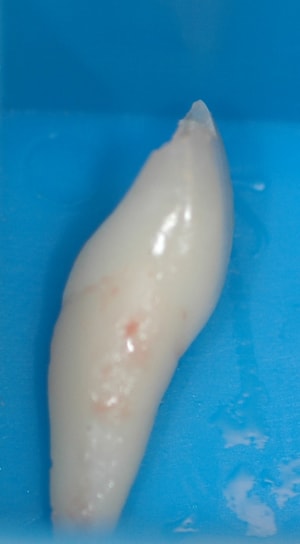 8 - Eugenol