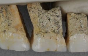 Ad32f28d cfab 4529 ad88 048a514a5838 jglsyn - Eugenol