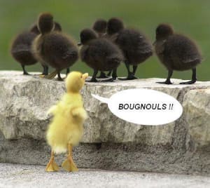 Bou.. - Eugenol