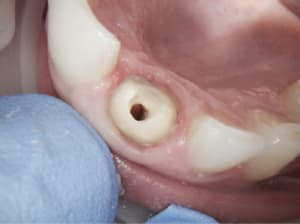 Capture d e cran 2015 12 07 16.02 - Eugenol