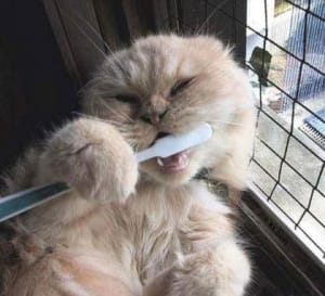 Catbrush losjwb - Eugenol