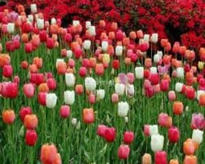 Champ tulipes ht9geu - Eugenol