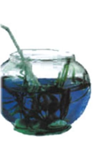 Cocktail aquarium z4vnfw - Eugenol