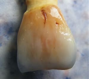 Dscf1637 rncqiz - Eugenol