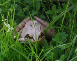 Dscn0781 ob0yzt - Eugenol