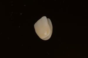 Dsc 0011  3  ig5skl - Eugenol