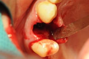 Dsc 2559 hiqoe4 - Eugenol