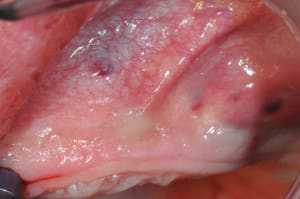 Dsc 4755 e8noik - Eugenol