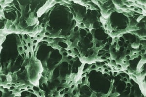 Dentine  01bis swlnsn - Eugenol