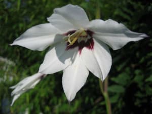 Glaïeul 05 z2jaqc - Eugenol