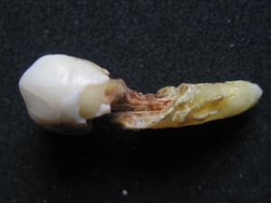 Img 0778 ssymak - Eugenol