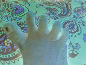 Img 1292 q8wzmf - Eugenol