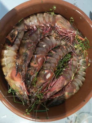 Img 20181007 183615 hqwnyz - Eugenol