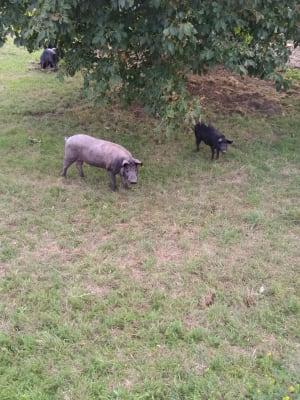 Img 20190901 094959 mtkl1j - Eugenol