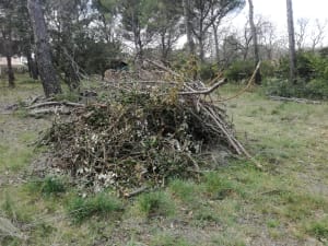 Img 20200325 112404 szodut - Eugenol