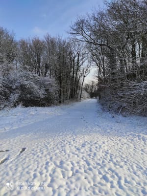 Img 20210210 101500 brgkax - Eugenol