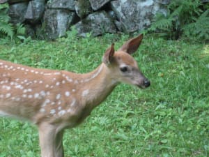 Img 2293 ronnne - Eugenol