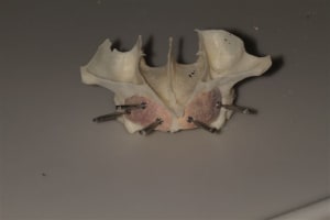 Img 6304 fxtdht vrdoyd - Eugenol