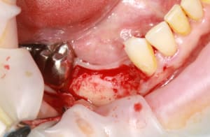 Img 8817 ufby5d - Eugenol