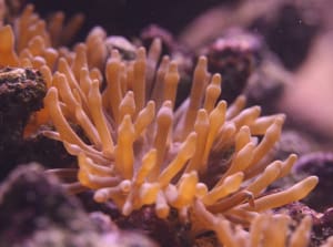 Img 9001  leidxp - Eugenol