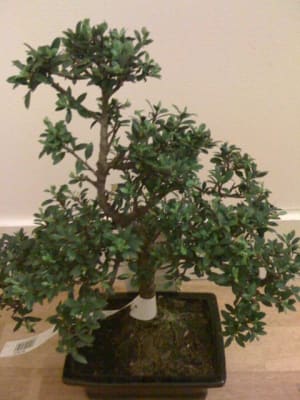 Ilex cyhbfc - Eugenol