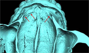 Image2 ryhehu - Eugenol