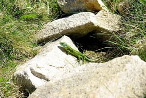 Lv1500 dldtug - Eugenol