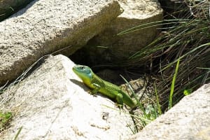 Lv3500 qqaeeh - Eugenol