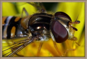Macro  5   medium  l7at0d - Eugenol