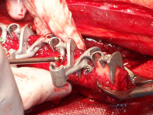 Positdental 141229 084 cbvuja - Eugenol