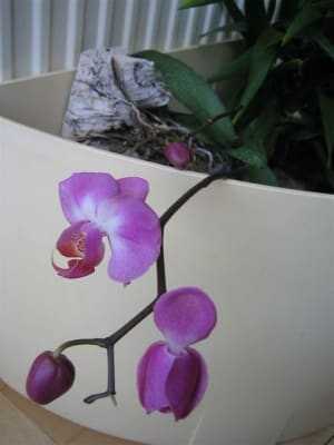 Phalaenopsis 07 uklyhd - Eugenol