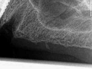 R12 ynotap - Eugenol