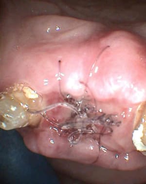S27 bfwid0 - Eugenol