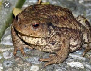 Screenshot 20190609 205622 2 q6j4a5 - Eugenol