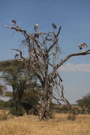 Arbre a marabout tarangire park tanzanie va26zz - Eugenol