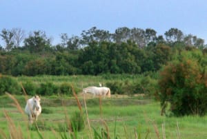 Baux crau camargue mai juin 2009 120 phl9qb - Eugenol