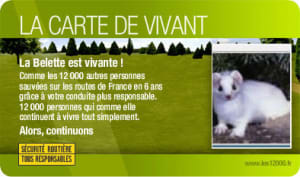 Cartedevivant la belette offwip - Eugenol
