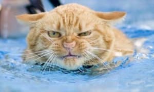 Chat acteur md1bou - Eugenol