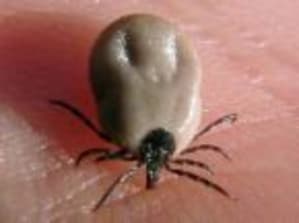 Choupinette i6tlfe - Eugenol