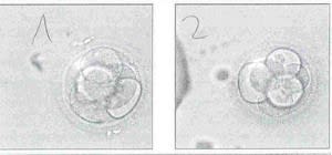 Emb2 ucqkia - Eugenol