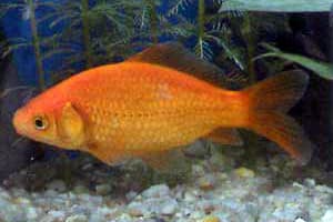 Goldfish aulcwa - Eugenol