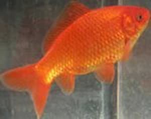 Goldfishcommon pmxsfd - Eugenol