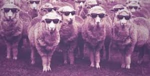 Index y9k48r - Eugenol