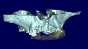 Jacques 3d9 hruuit - Eugenol