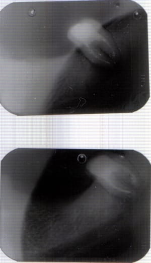 Lastscan 48 zg7xmi - Eugenol